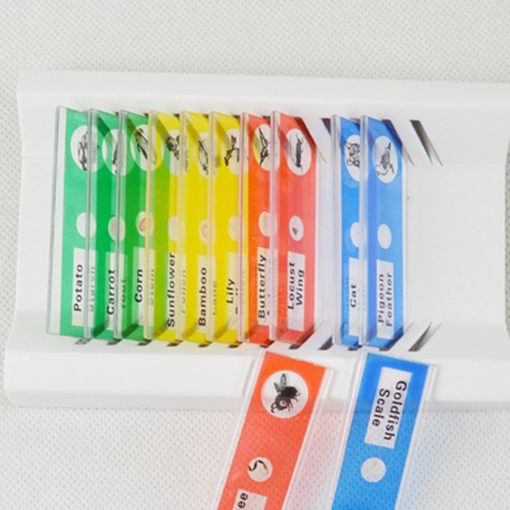 Kids Education Level - 12Pcs Plastic Microscope Slides Prepared sample