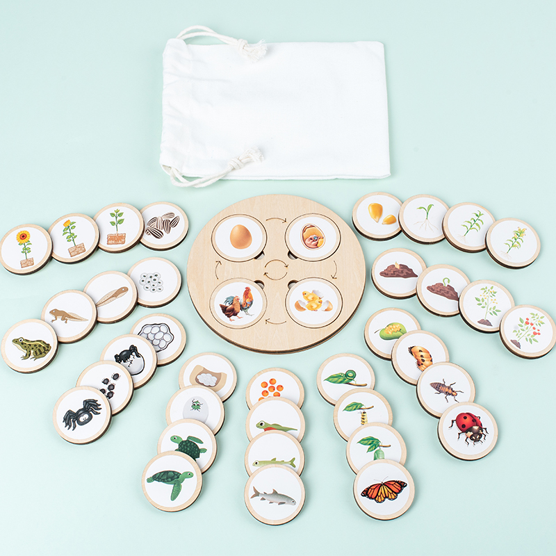 Montessori Shelf Toy - Life Cycle Board Montessori Kit Biology