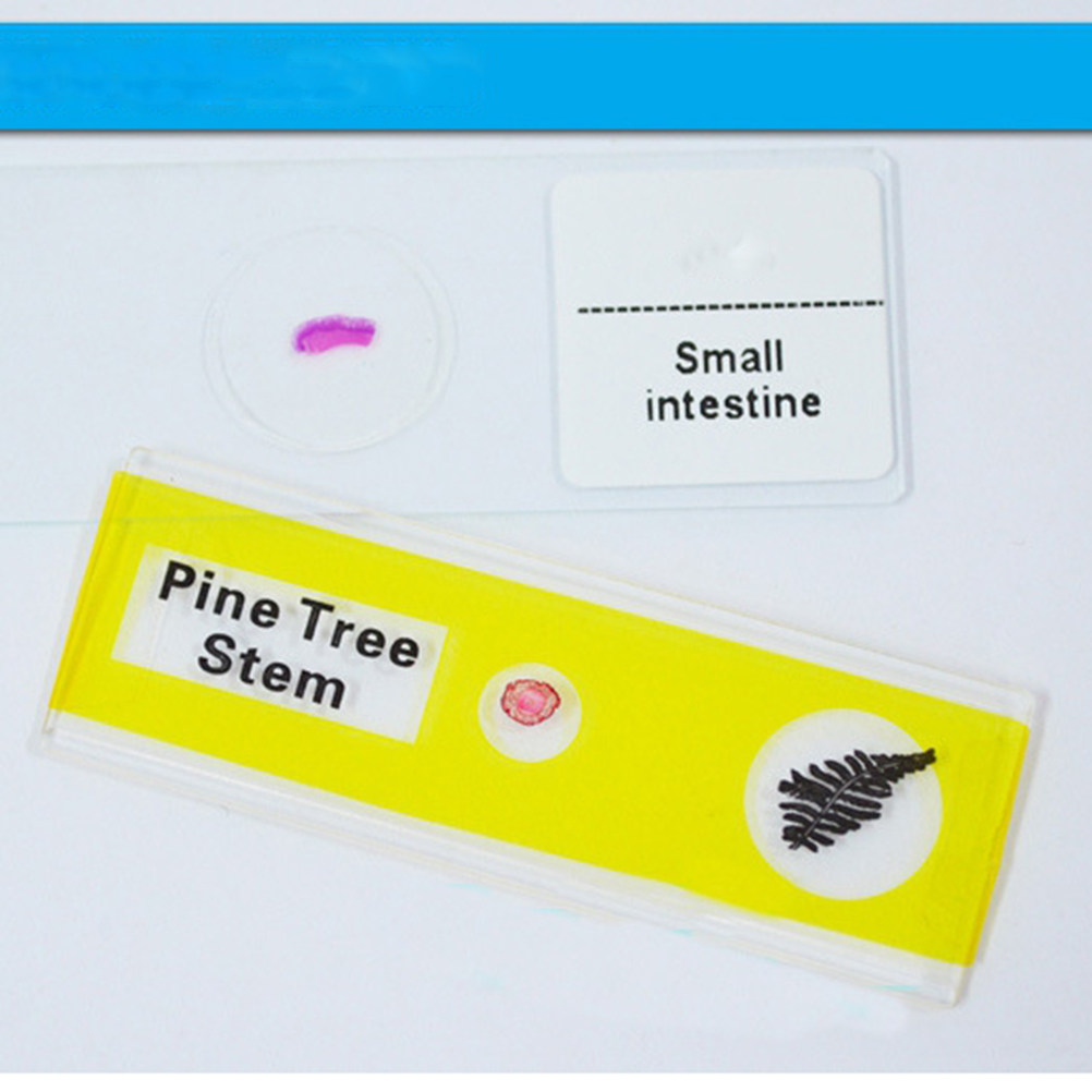 12Pcs Plastic Microscope Slide - Kids Education Level review and price