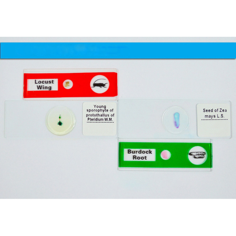 12Pcs Plastic Microscope Slide - Kids Education Level review and price
