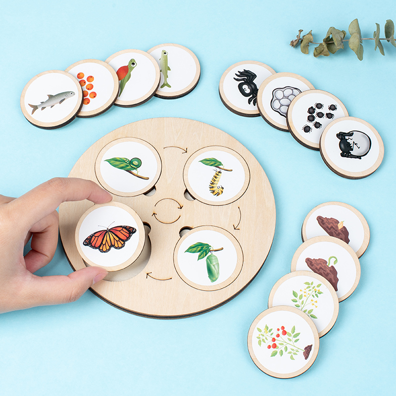 Life Cycle Board Montessori Ki - Montessori Shelf Toy review and price
